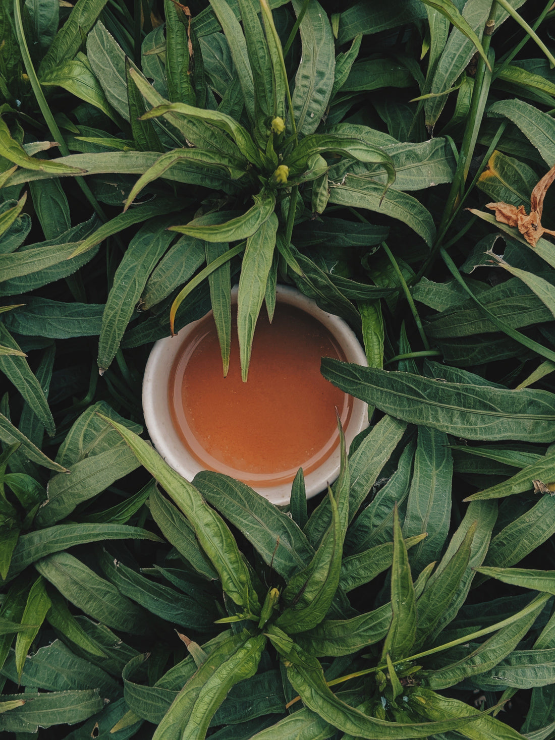 Benefits of Reducing Coffee: Natural Energy Tips from an Herbalist
