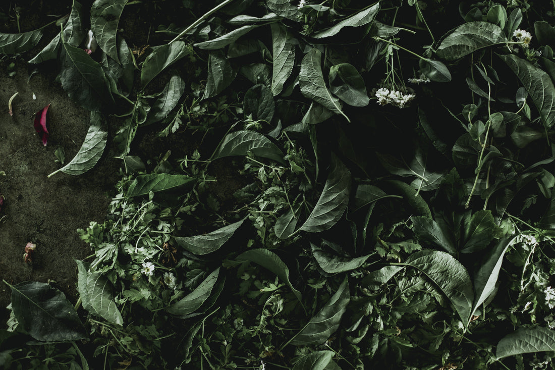 Adaptogenic Drinks for Natural Energy: Herbs for Focus, Vitality & Morning Boosts