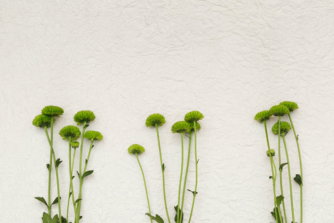 Nervine Herbs for Sleep: Gentle Nighttime Support for the Nervous System