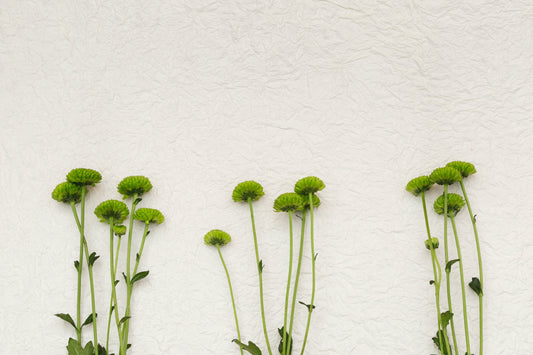 Nervine Herbs for Sleep: Gentle Nighttime Support for the Nervous System