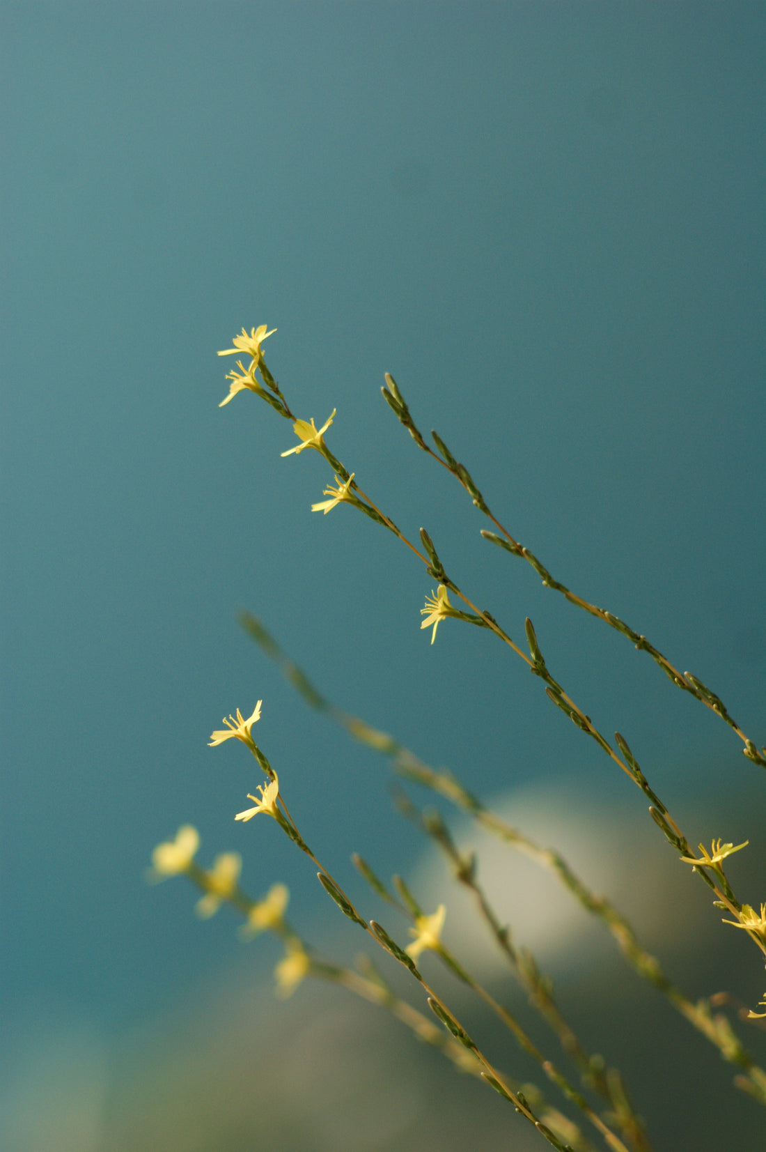 Ashwagandha for Sleep & Stress: Adaptogenic Tips for Deep, Restorative Rest